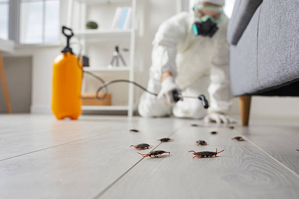 Commercial Kitchen Cockroach Control in Yukon